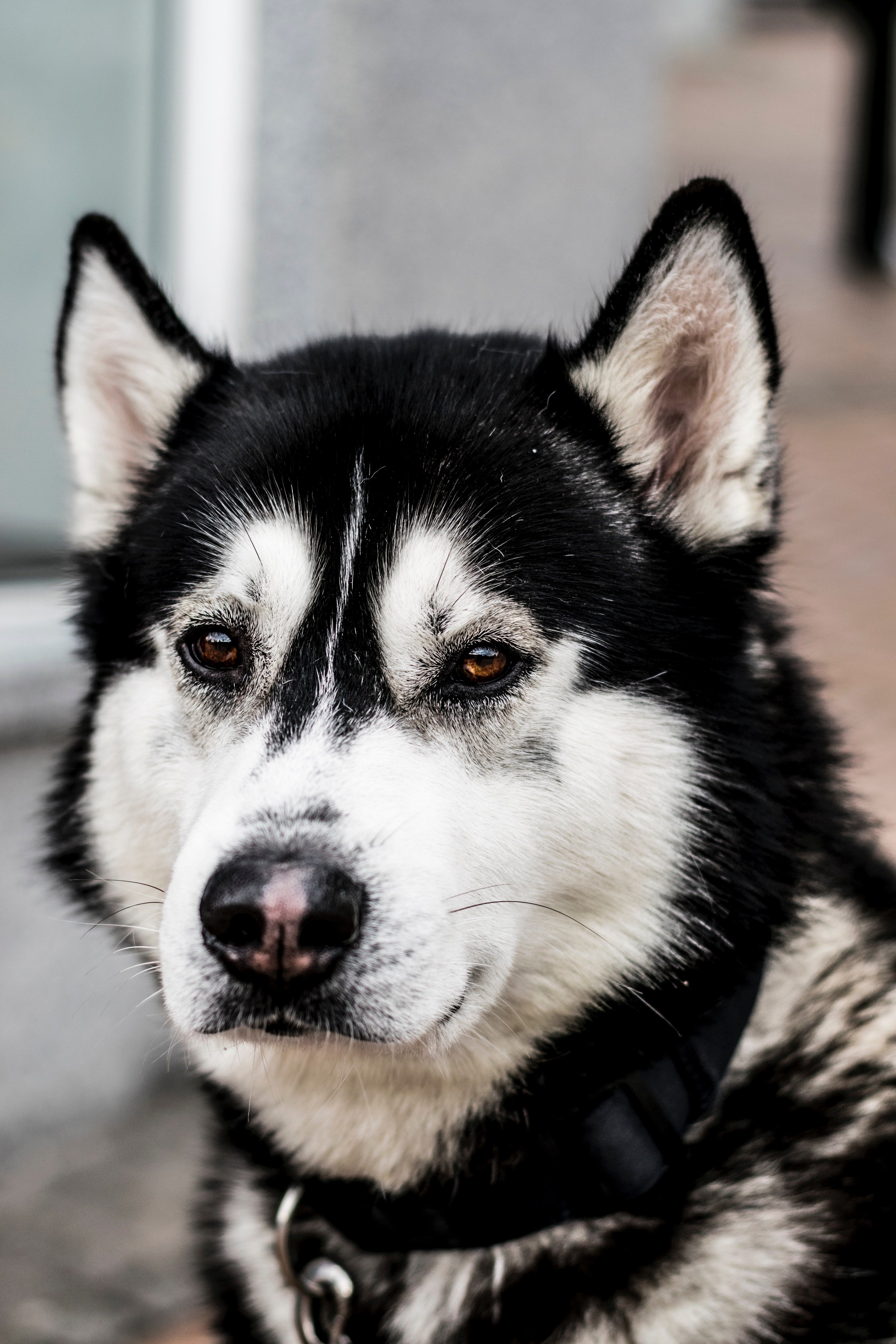 close up of the head of a husky dogdoggy without a home 4k