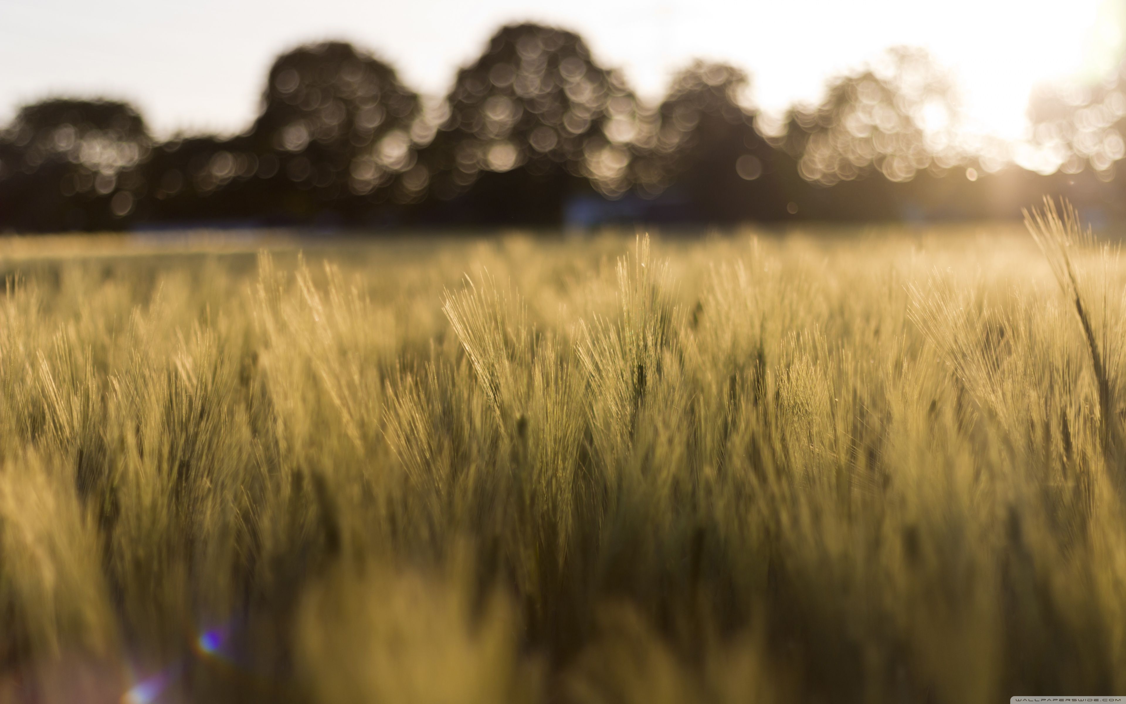 Wheatfield Wallpapers Wallpaper Cave