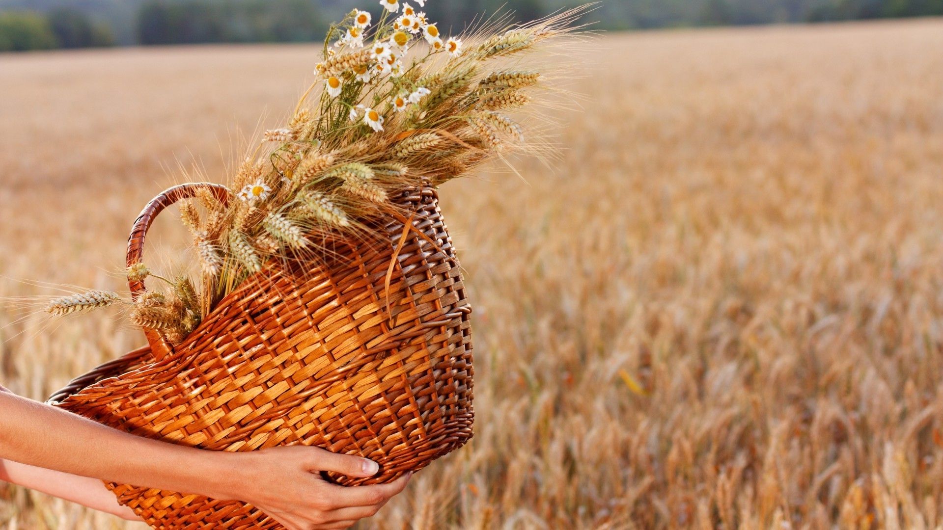 wheat, Field, Baskets, Hand, Flowers Wallpaper HD / Desktop