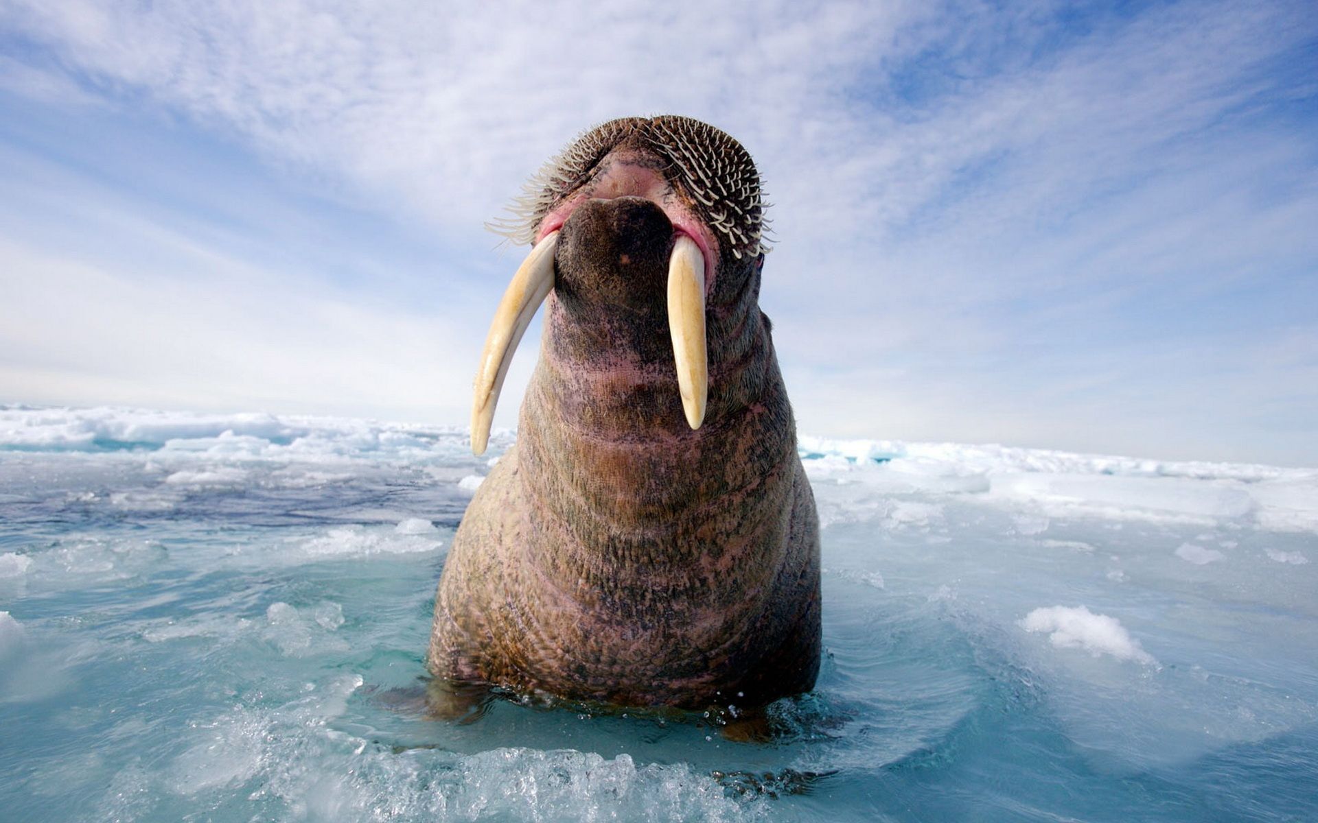 Walrus wallpaper and image, picture, photo