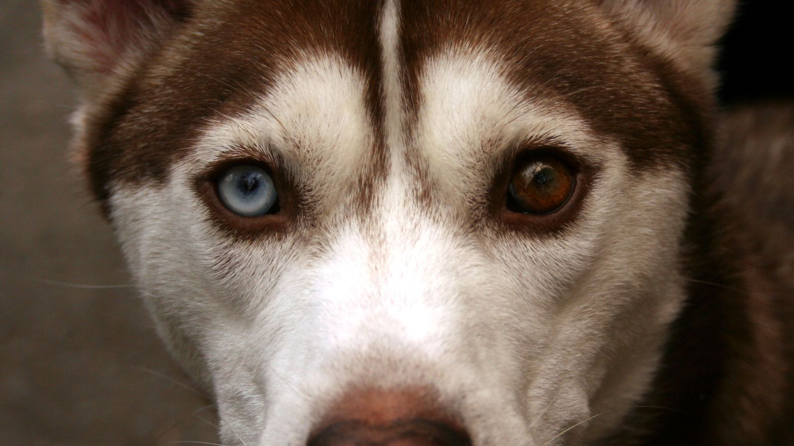 Brown Siberian Husky close up Desktop wallpaper 1600x900