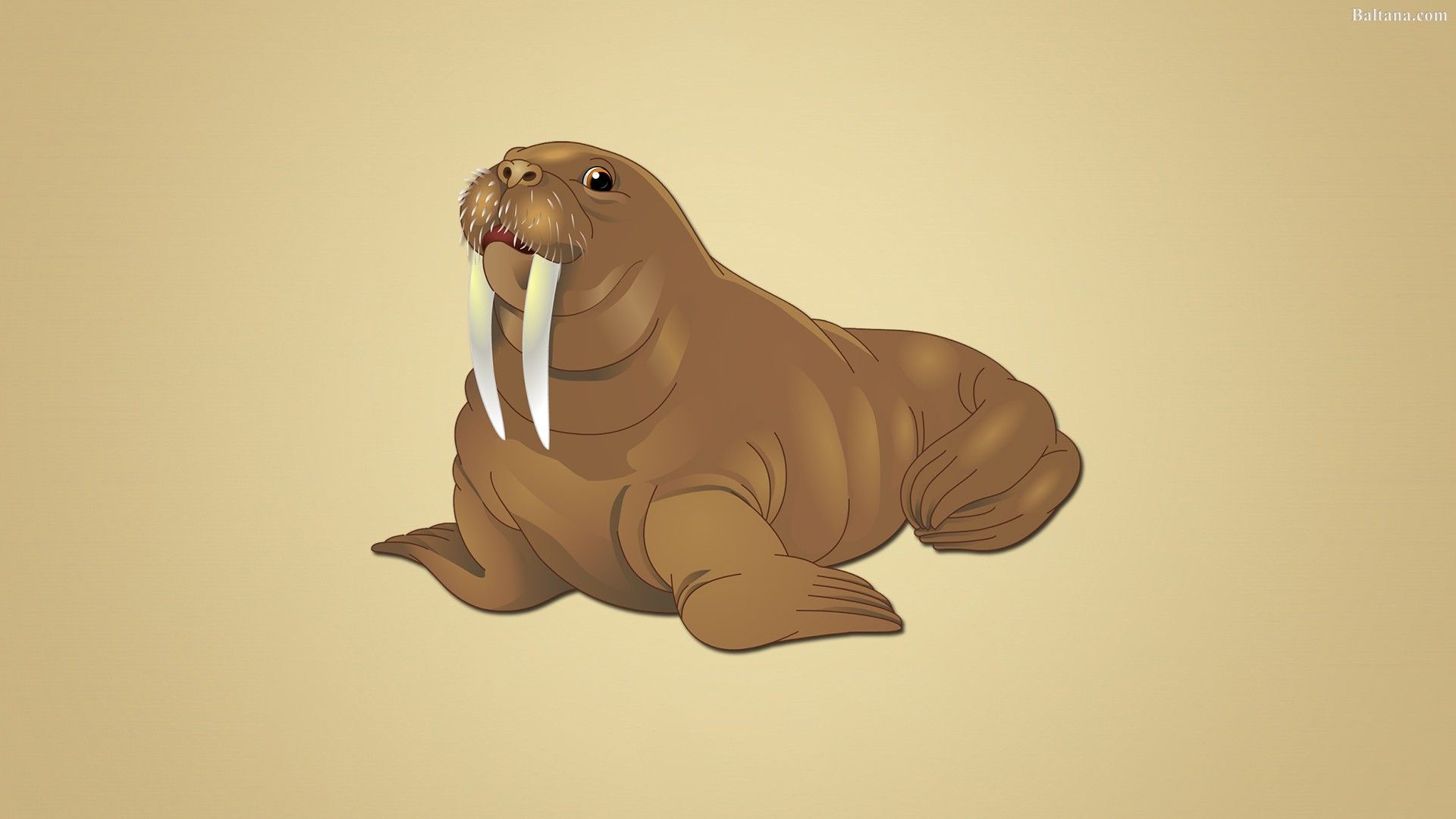 Walrus Best Wallpaper 32044