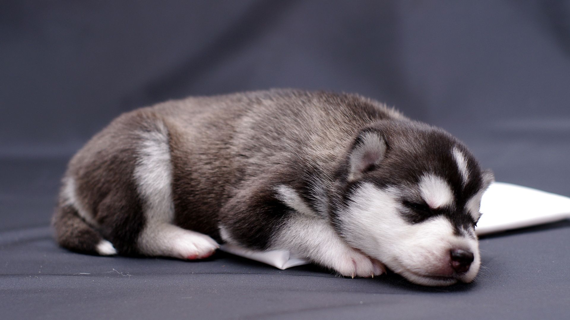 Wallpaper Dog Close Up, Puppy In Sleep 1920x1200 HD Picture, Image