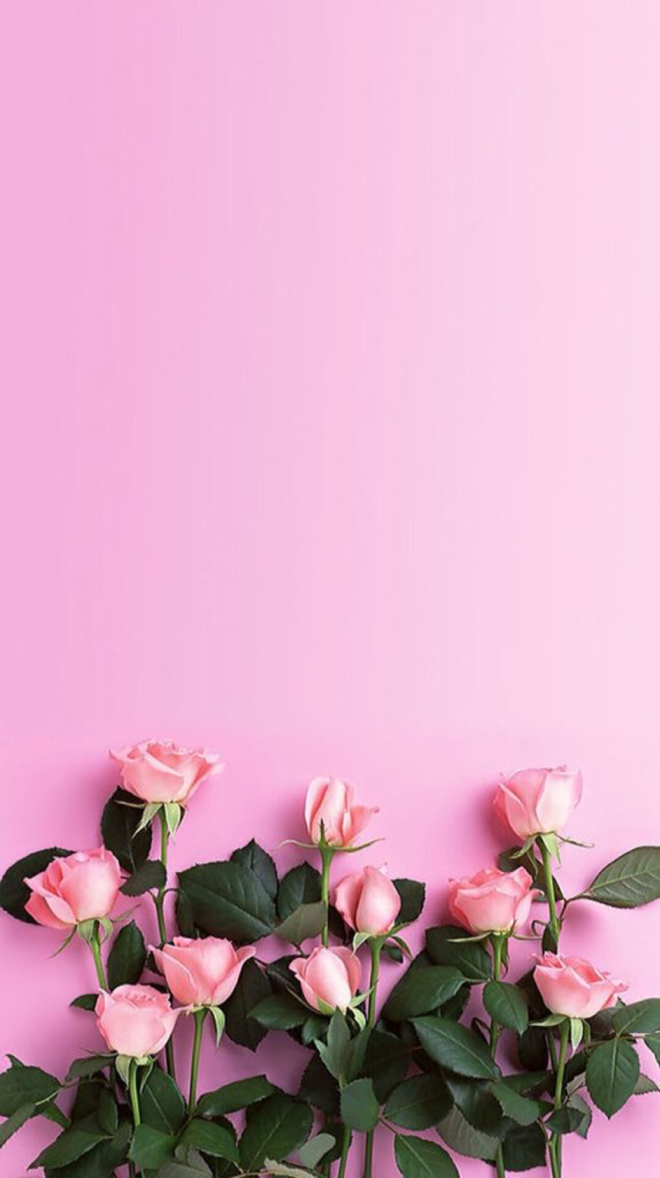 iPhone Wallpaper. Pink, Flower, Petal, Plant, Flowering plant