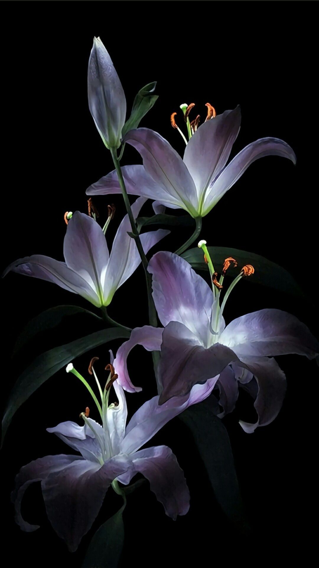 iPhone Wallpaper. Flower, Flowering plant, Lily, Plant, Petal, Purple