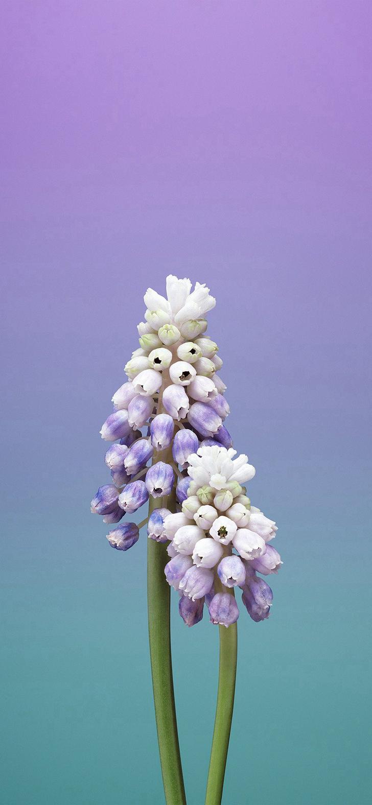 Purple Flower iPhone X Wallpaper