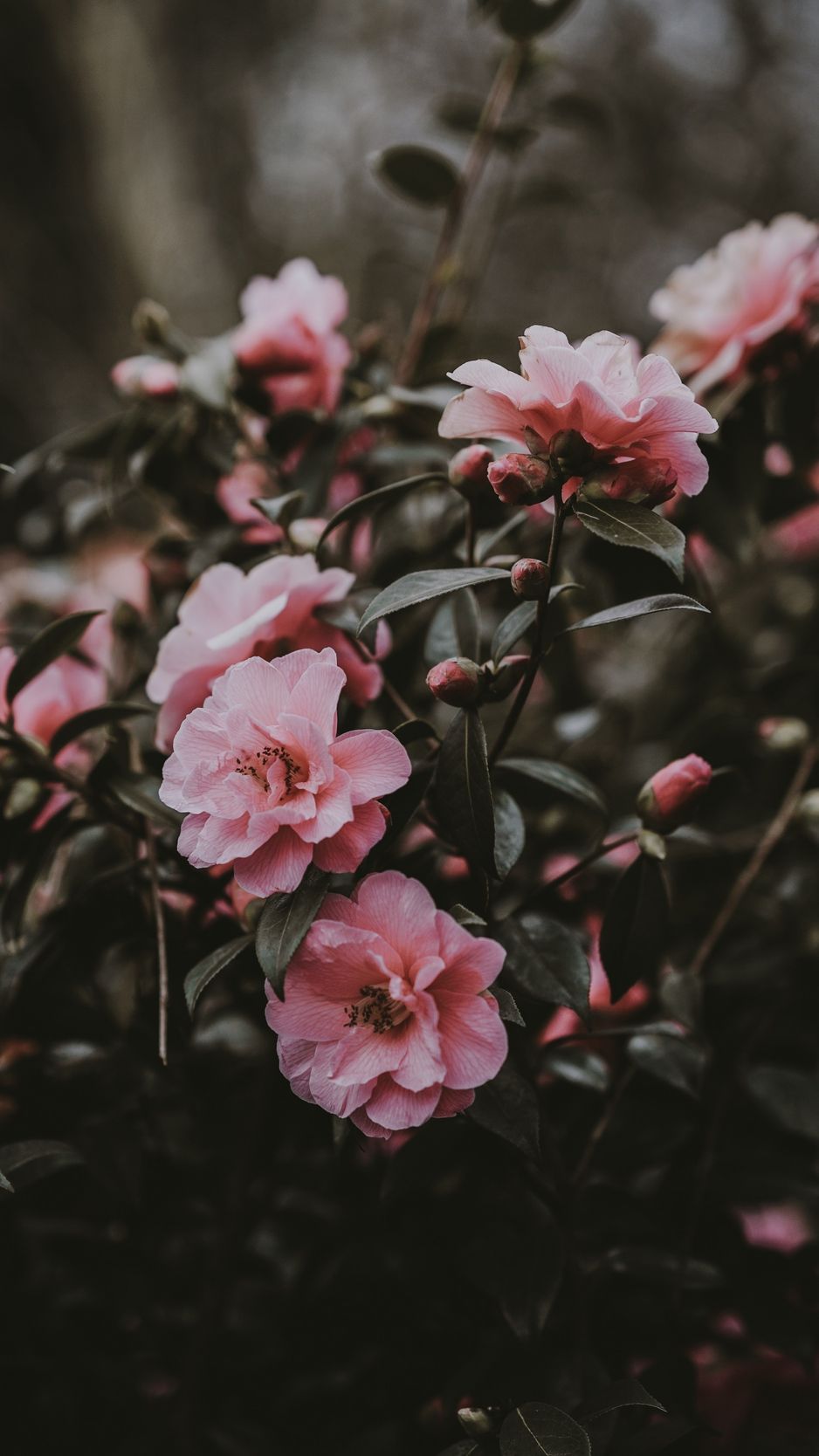 Wallpaper Wild Rose, Bush, Pink, Flowers - عکس گل برای پروفایل