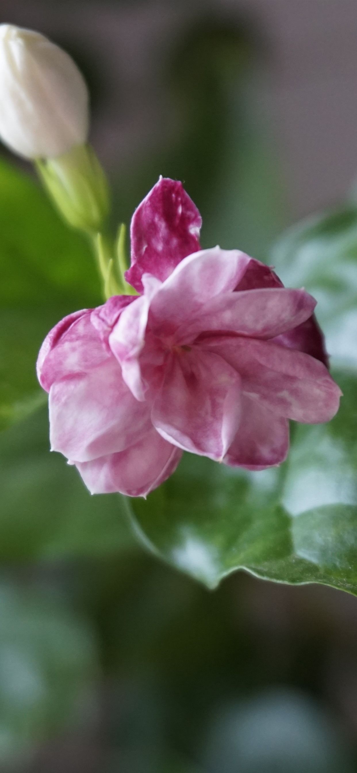 Beautiful Pink Jasmine Flower 1242x2688 IPhone 11 Pro XS Max