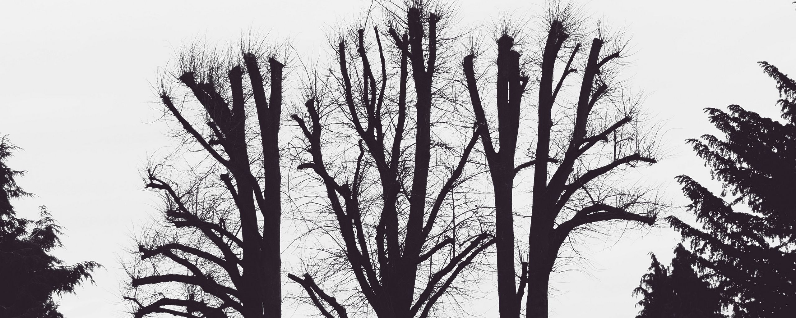 Download wallpaper 2560x1024 trees, branches, aesthetic, bw