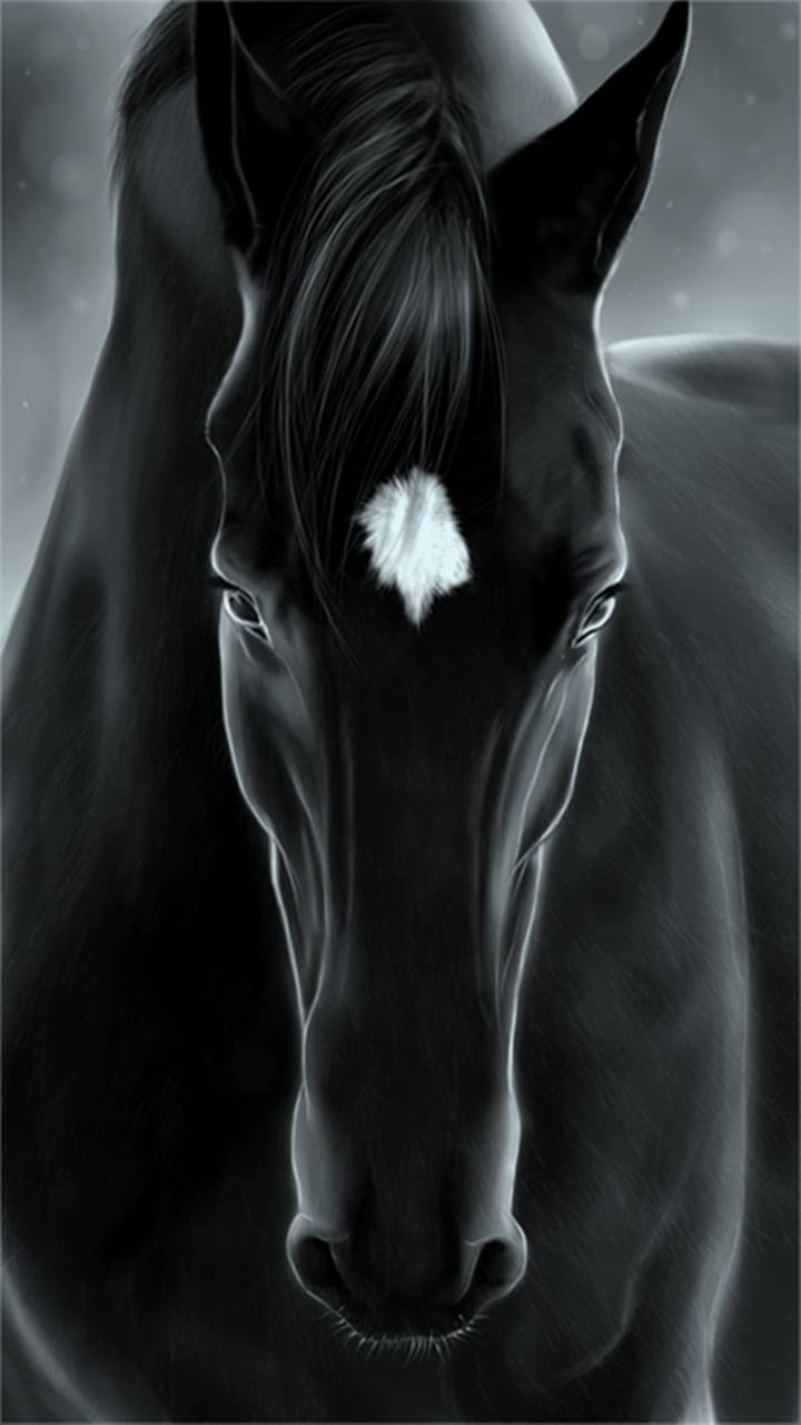 Black Horse wallpaper