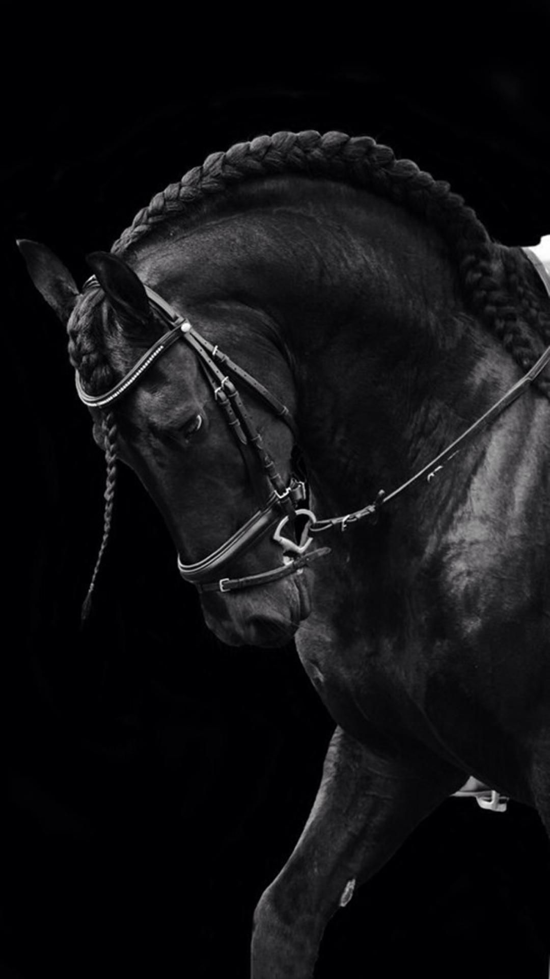 Horse iphone HD wallpapers | Pxfuel