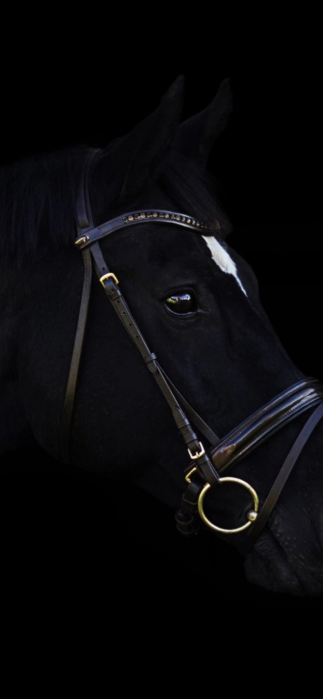 Black Horse iPhone, Black Beauty HD phone wallpaper