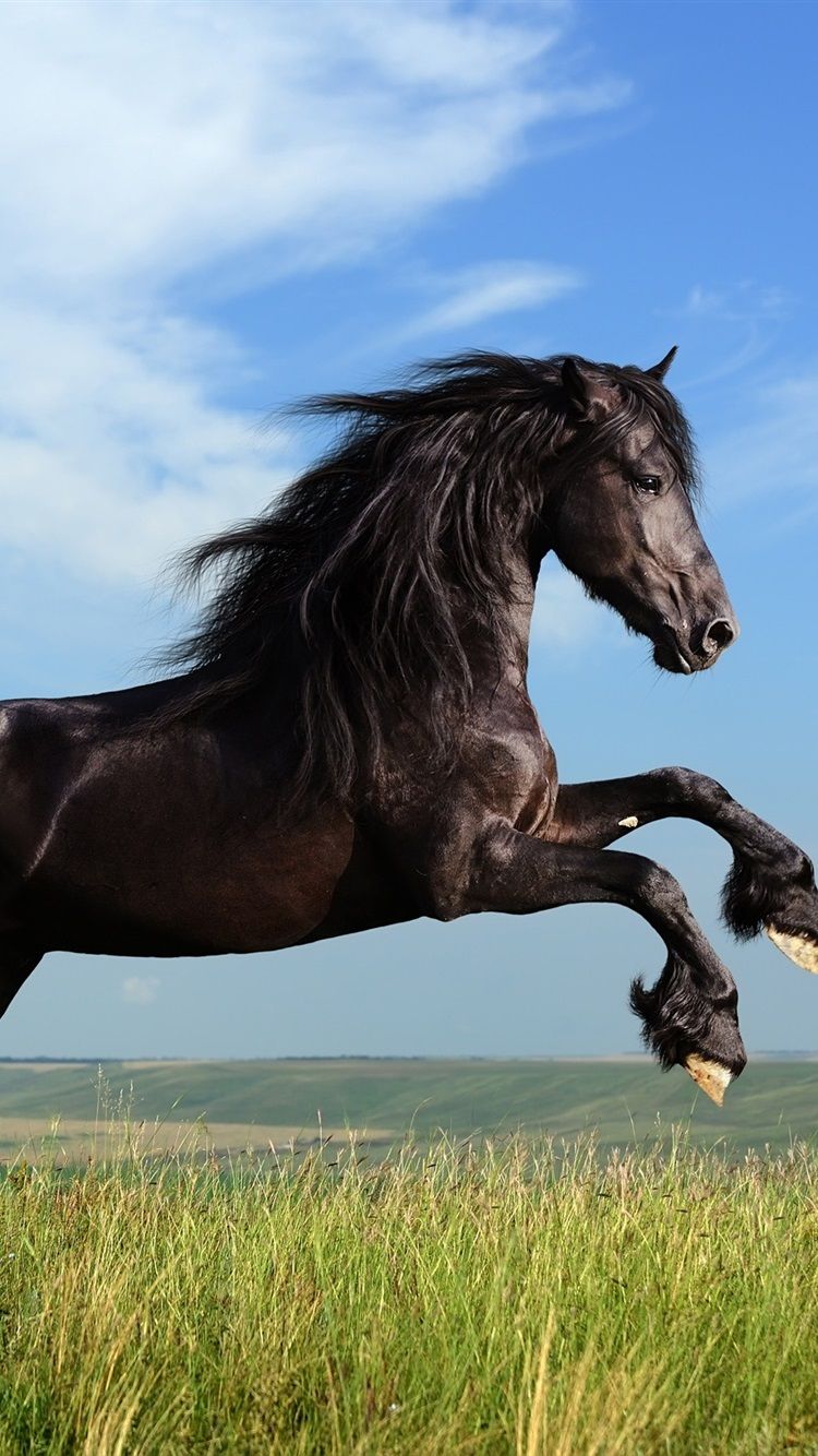 Freedom Black Horse Galloping 750x1334 IPhone 8 7 6 6S Wallpaper