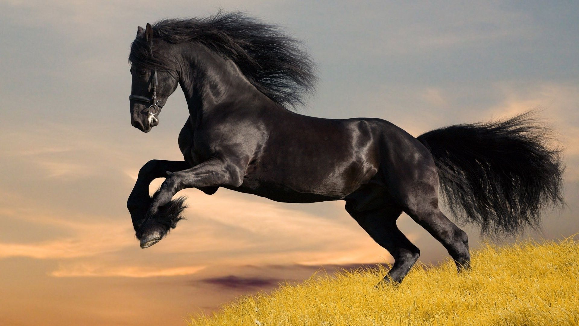black horse standing on hind legs