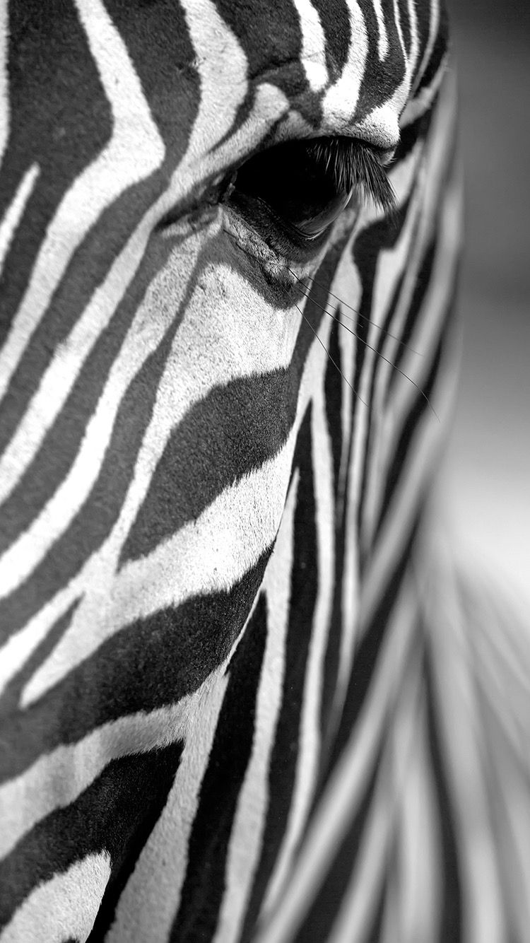 Zebra Close Up Wallpapers Wallpaper Cave