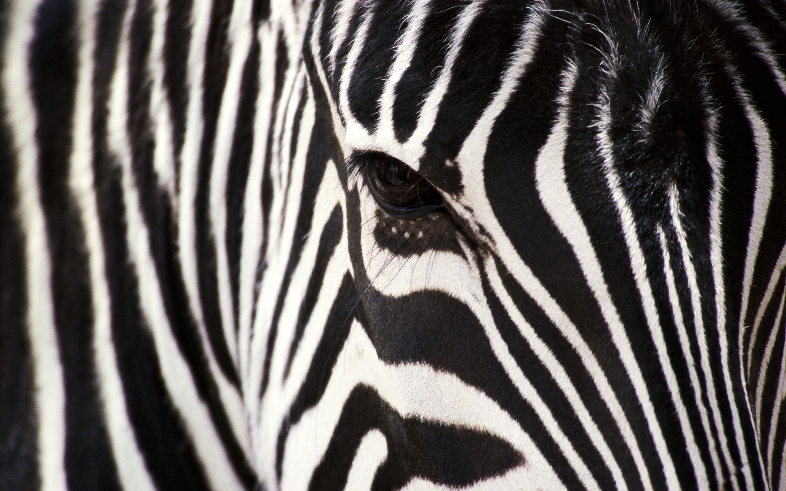 Zebra Close Up Wallpaperx1600