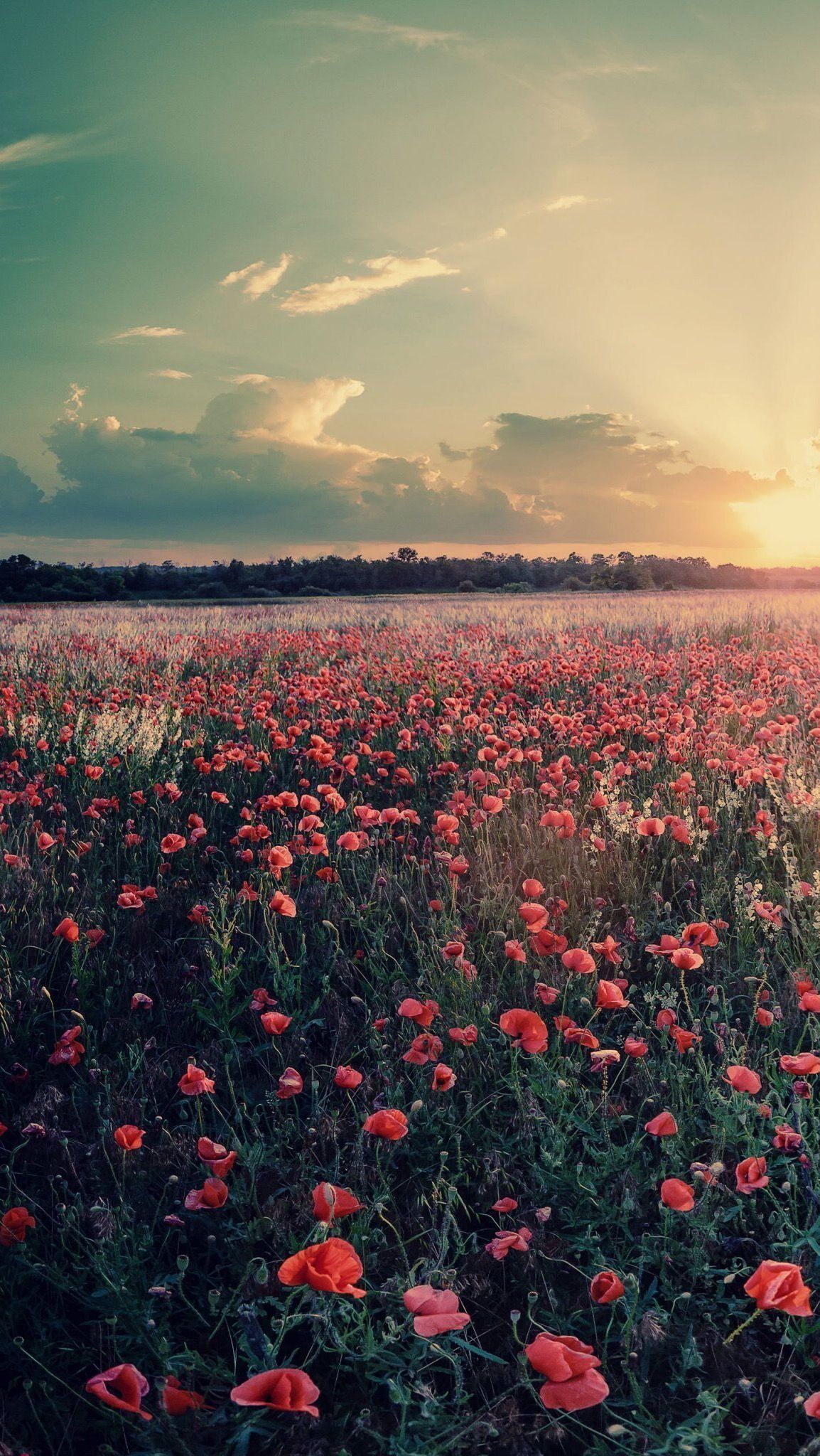 Aesthetic Red Flower Field Wallpapers - Wallpaper Cave