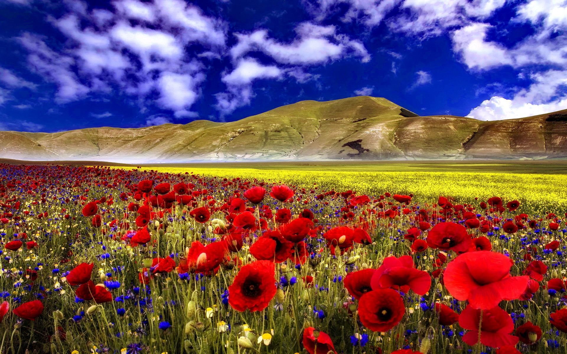Favourite Pictures: Flower Field Wallpapers Best Wallpapers