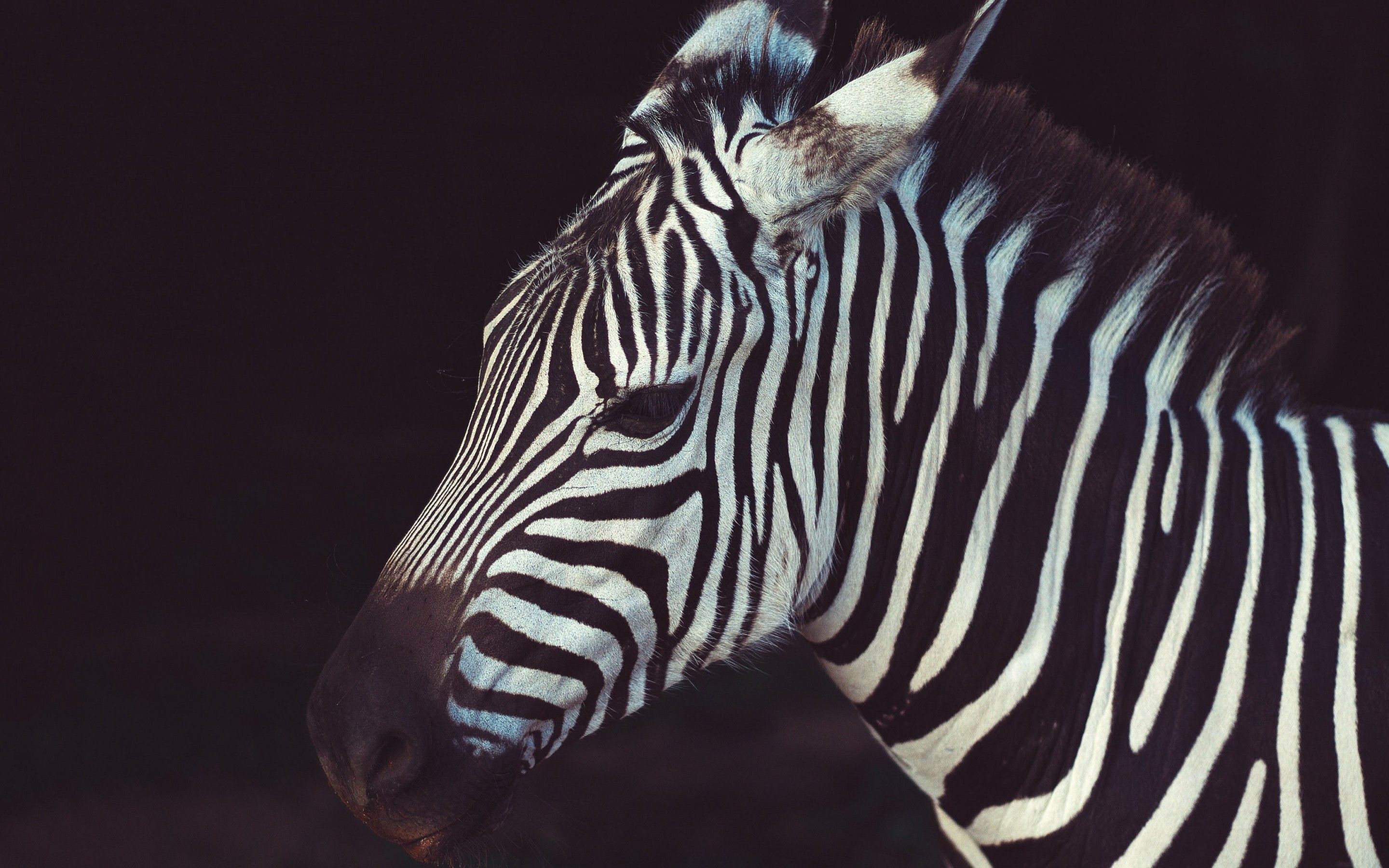 Zebra Close Up Wallpapers Wallpaper Cave