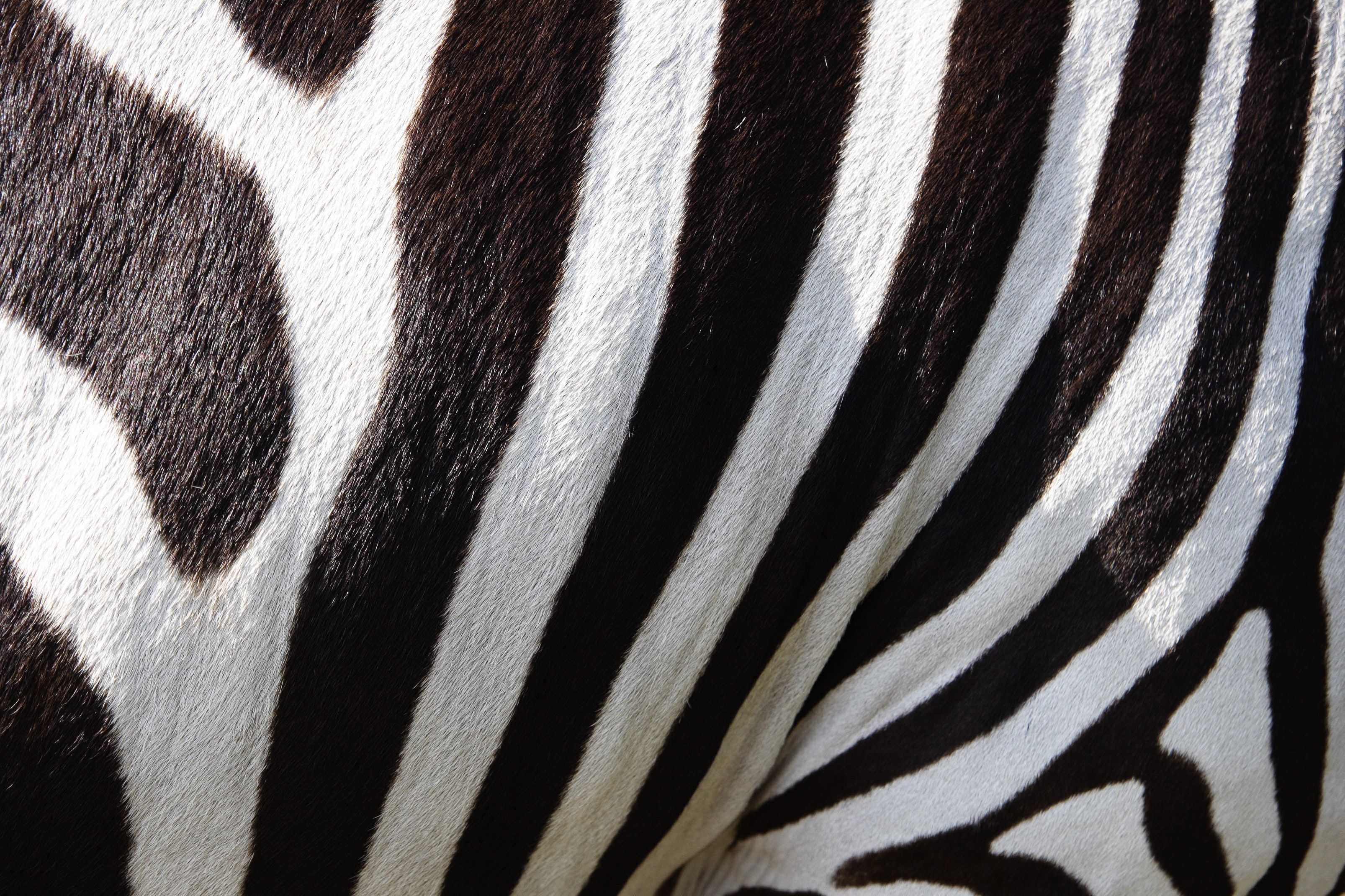 Zebra Fur · Free