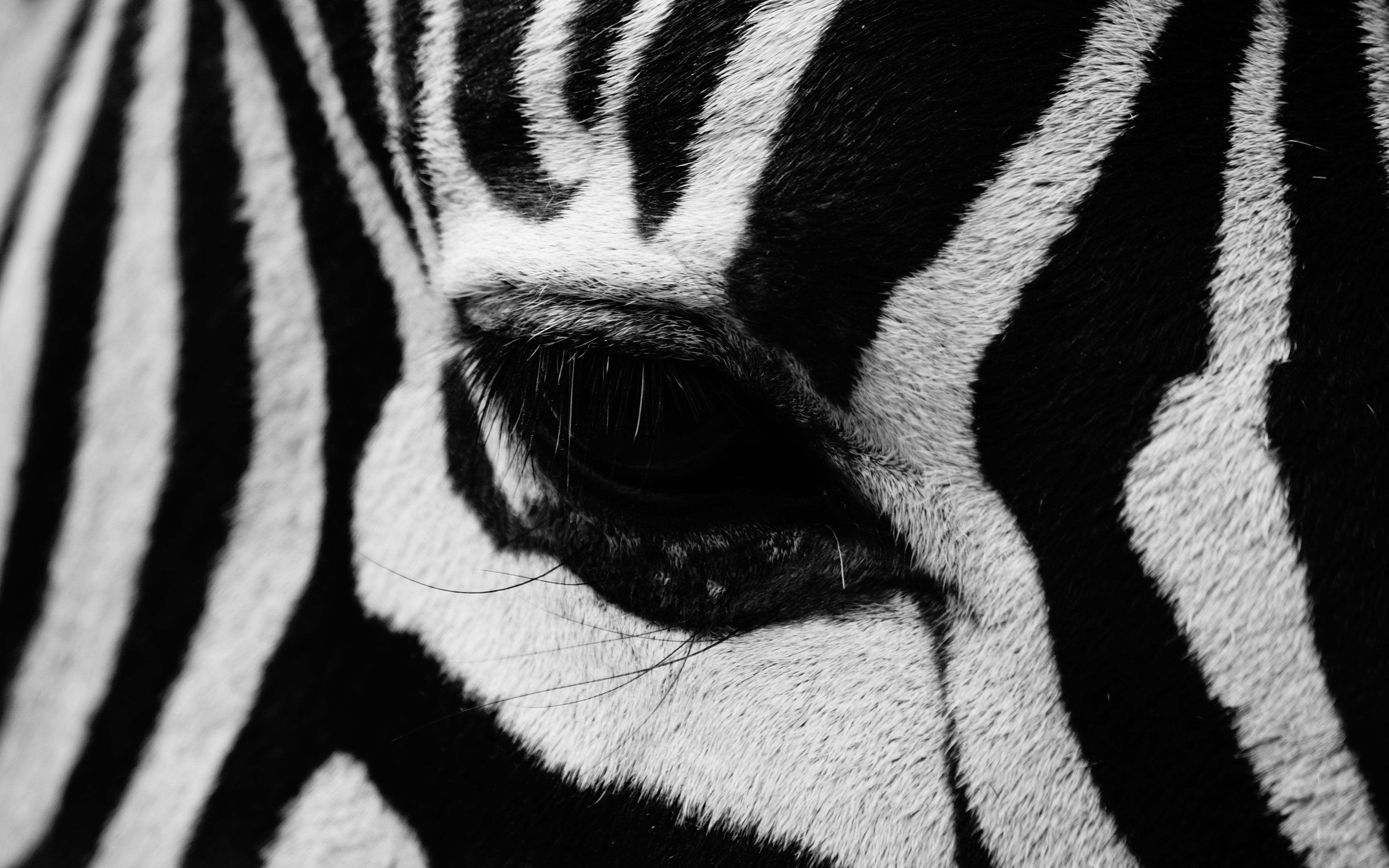 Zebra Close Up Wallpapers Wallpaper Cave