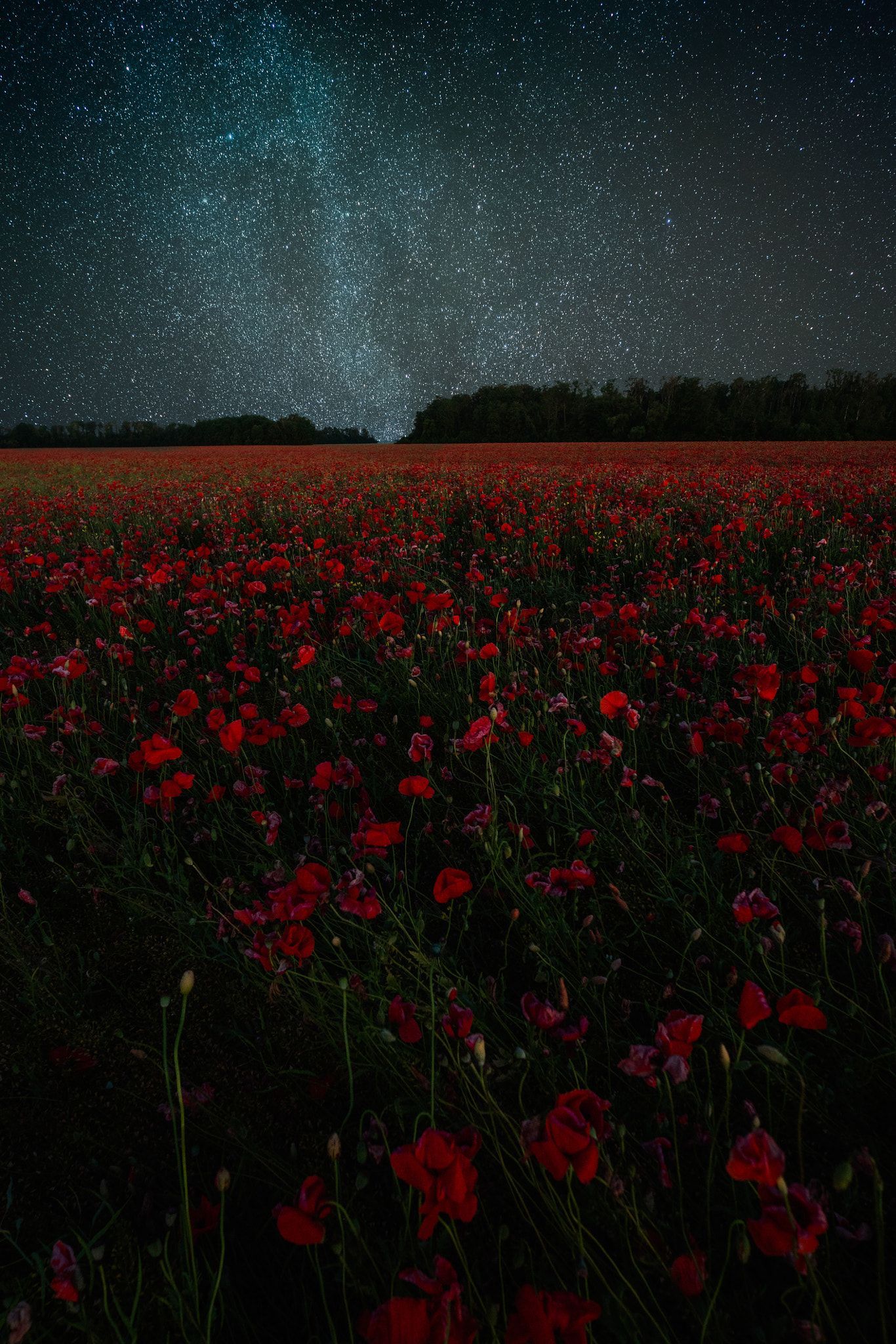 Poppies field at night