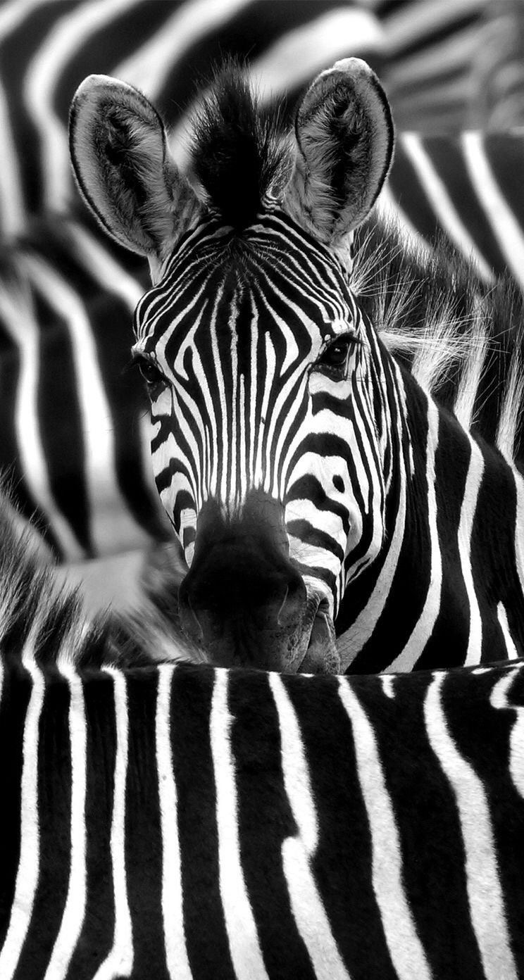 Zebra Face Closeup iPhone 5s Wallpaper Download. iPhone