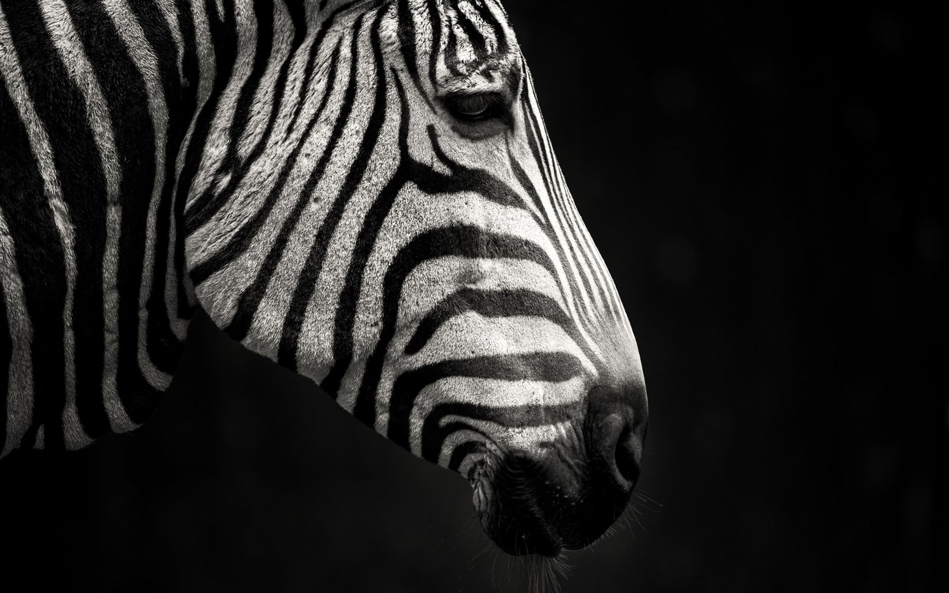 Zebra Close Up Wallpapers - Wallpaper Cave