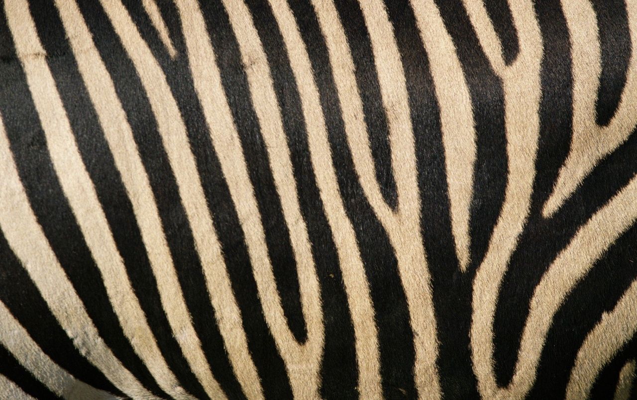 Zebra stripes wallpaper. Zebra stripes