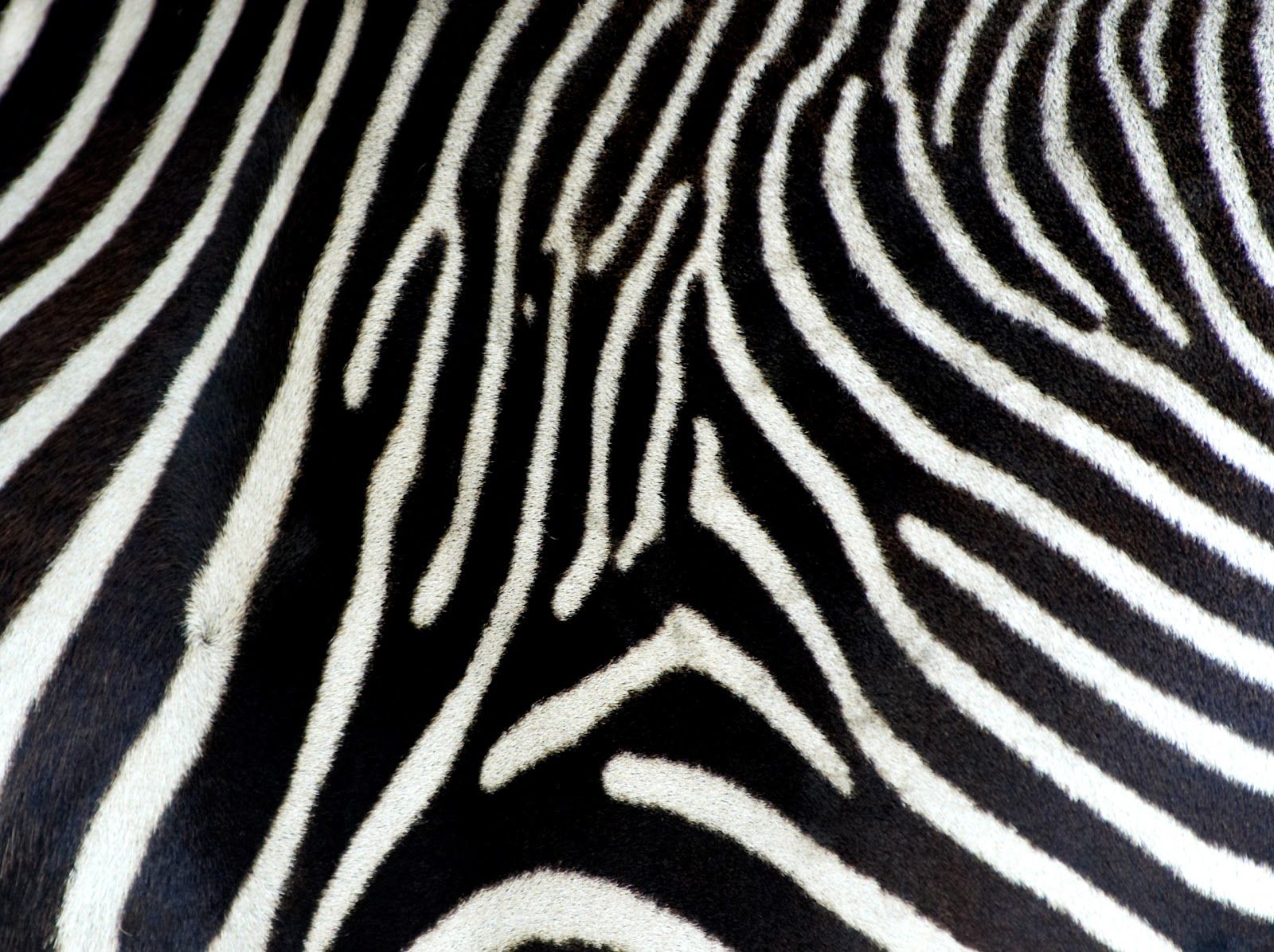 Zebra Print Background Background for Free