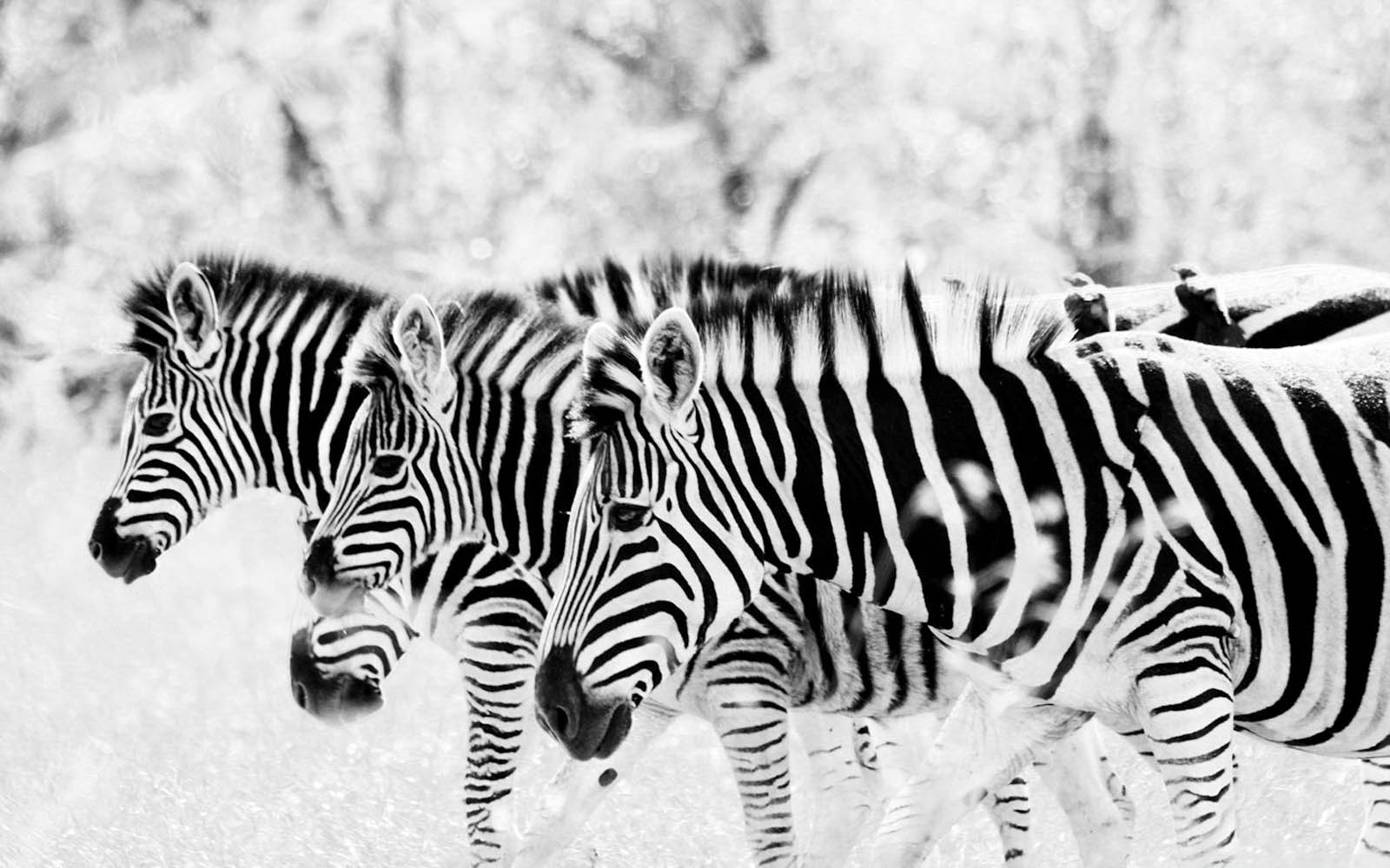 Рамки для фото zebra