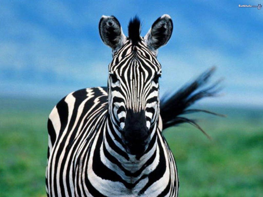 Zebra Close Up