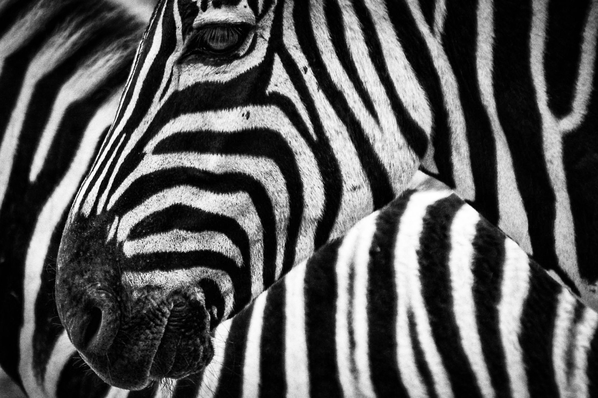 Animal Animal Photography Black And White Close Up Macro Stripes