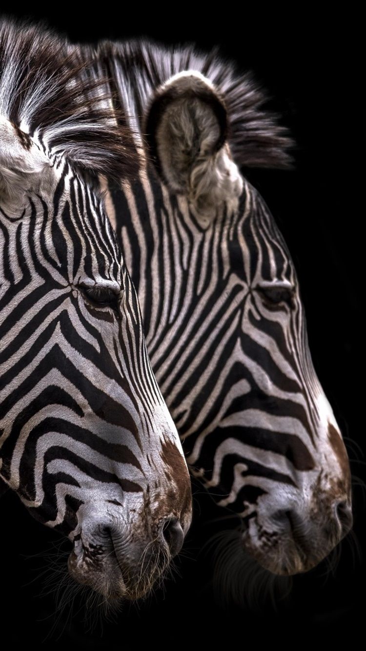 Wallpaper Zebra, stripes, black background 1920x1440 HD Picture, Image