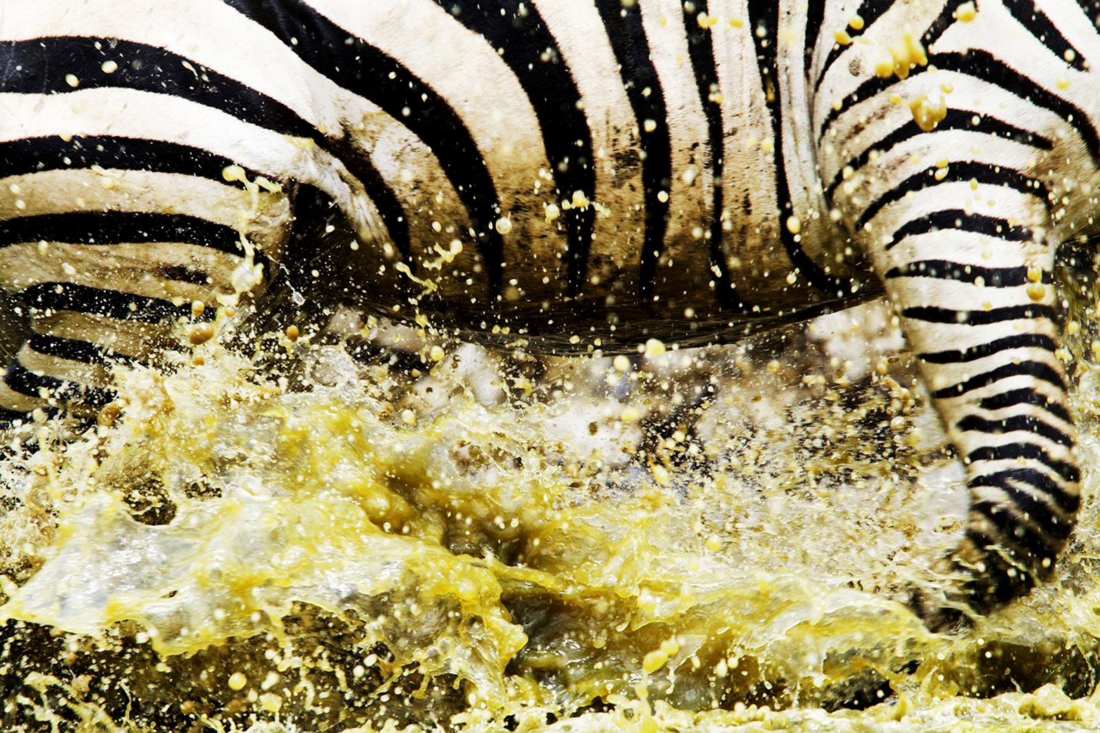 Leelee Sobieski HD Wallpaper Photo: Colors of Nature Zebras HD