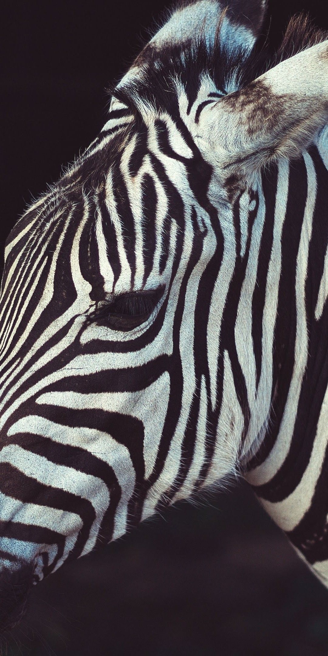 Download 1080x2160 Zebra, Profile View, Close Up Wallpaper