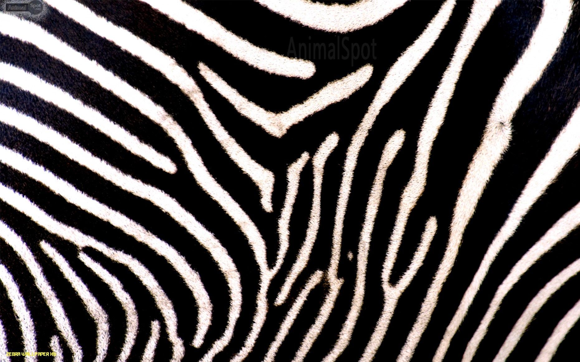 Zebra Print Wallpaper HD