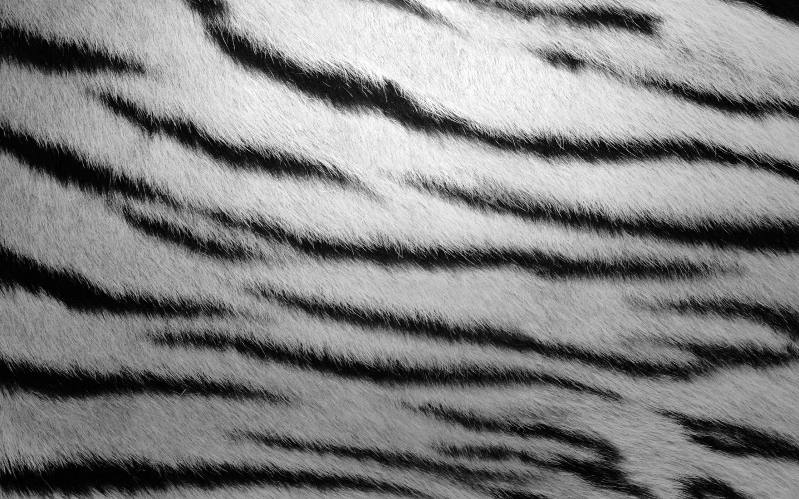 Fur textures zebra stripes wallpaperx1600