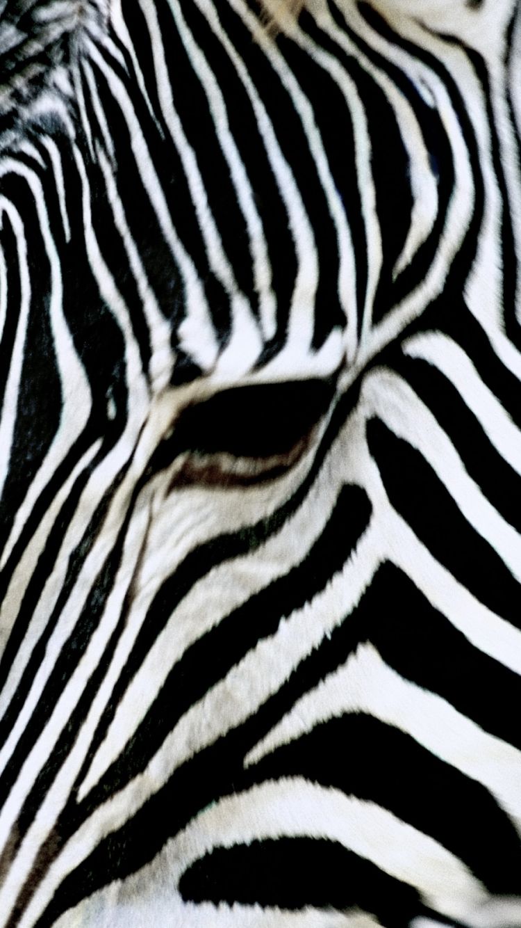 Animal Zebra (750x1334) Wallpaper