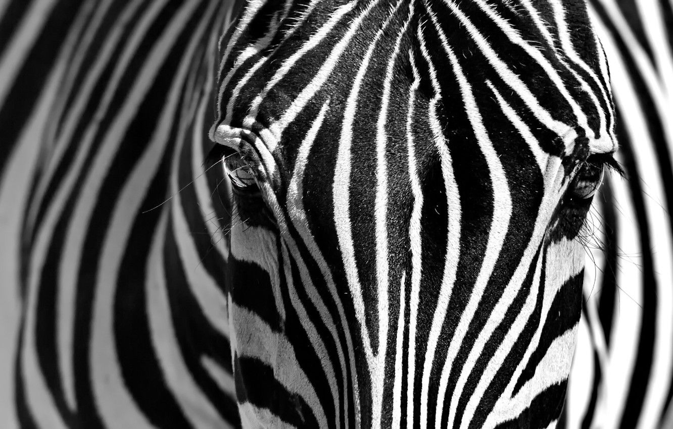 Zebra Close Up Wallpapers Wallpaper Cave