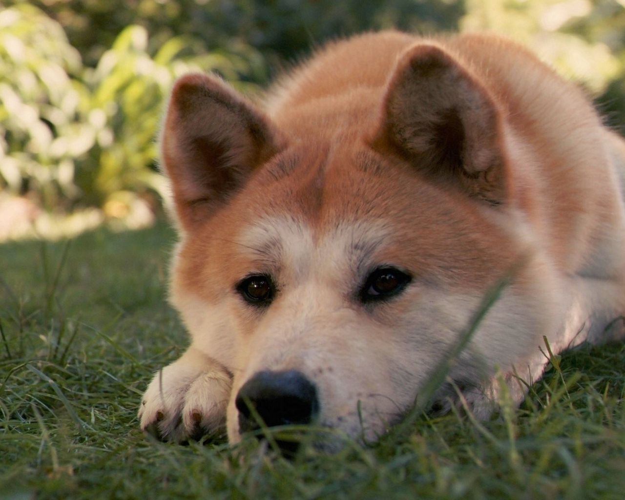 Download wallpaper 1280x1024 akita inu, dog, hachiko, sad, down