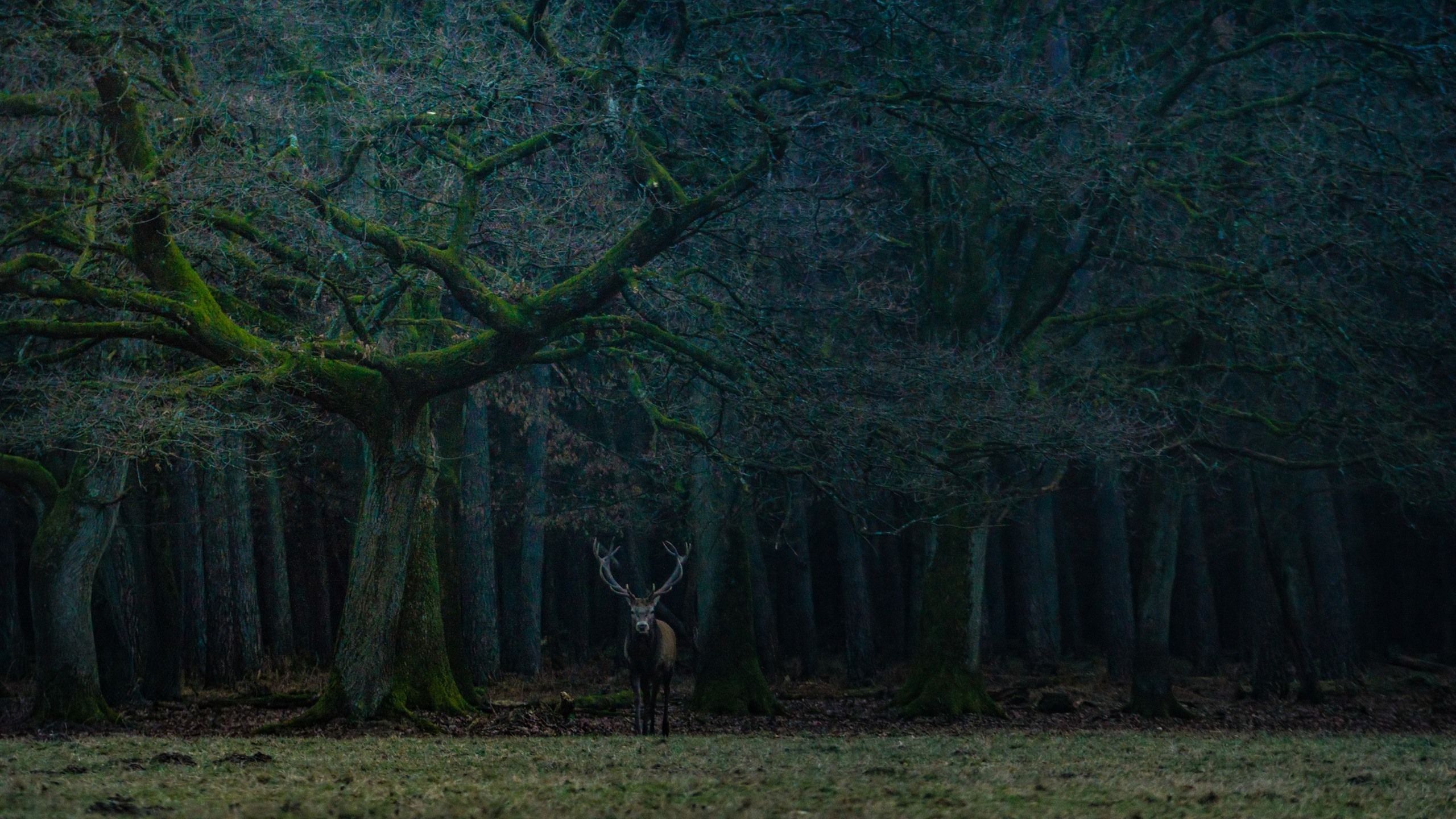 Wallpaper Forest, trees, lonely deer 2560x1600 HD Picture, Image