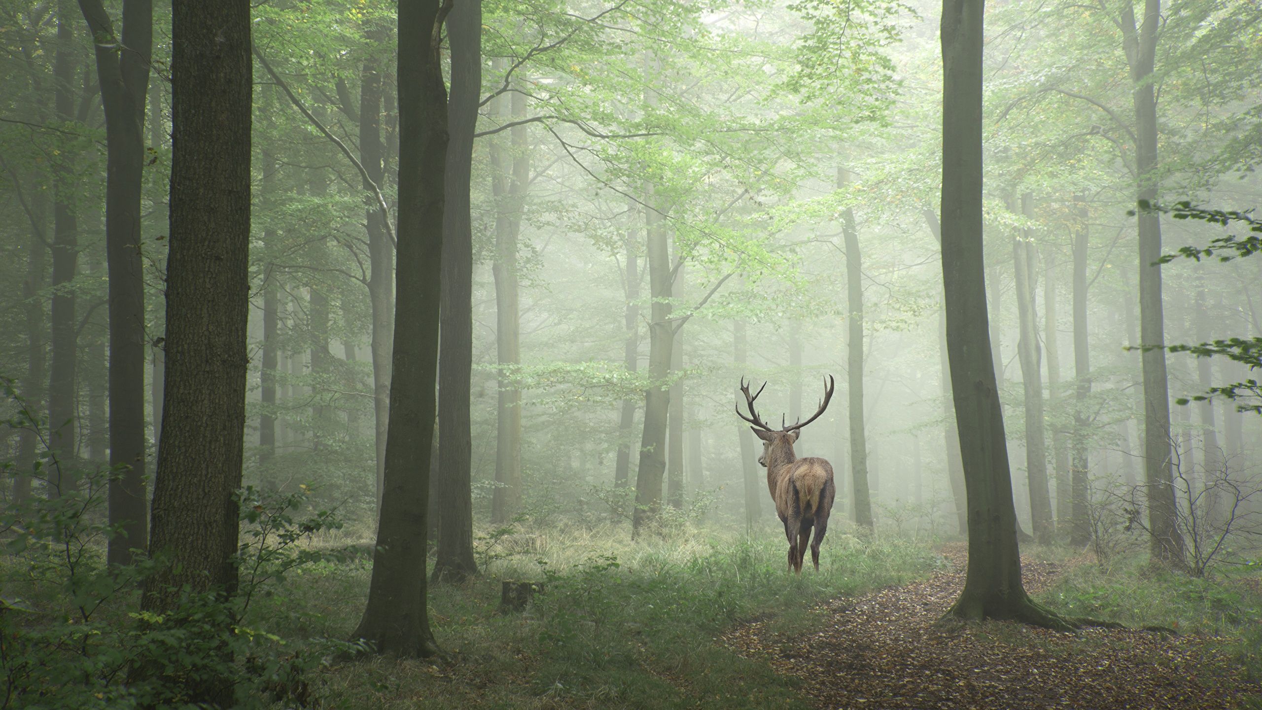 Picture Deer Fog Nature forest Trees Animals 2560x1440