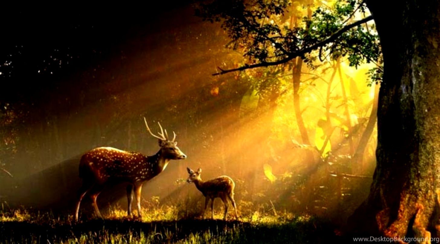 Deer Forest Wallpaper