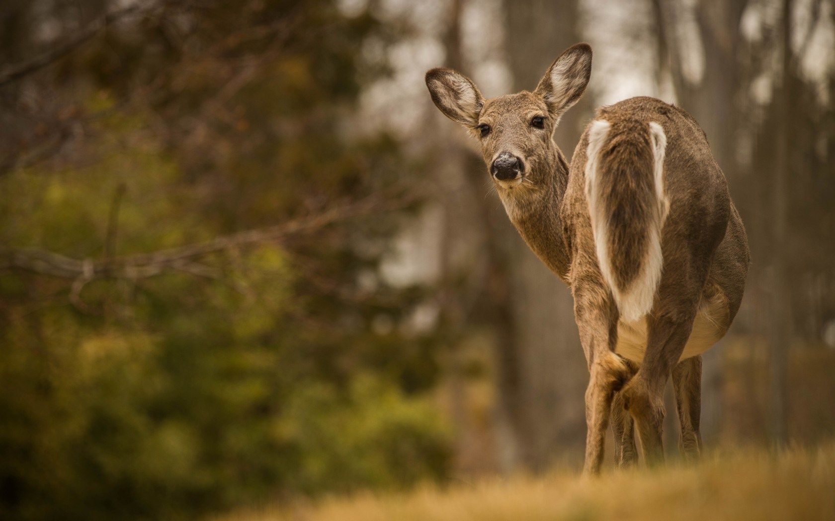 Deer Forest Nature