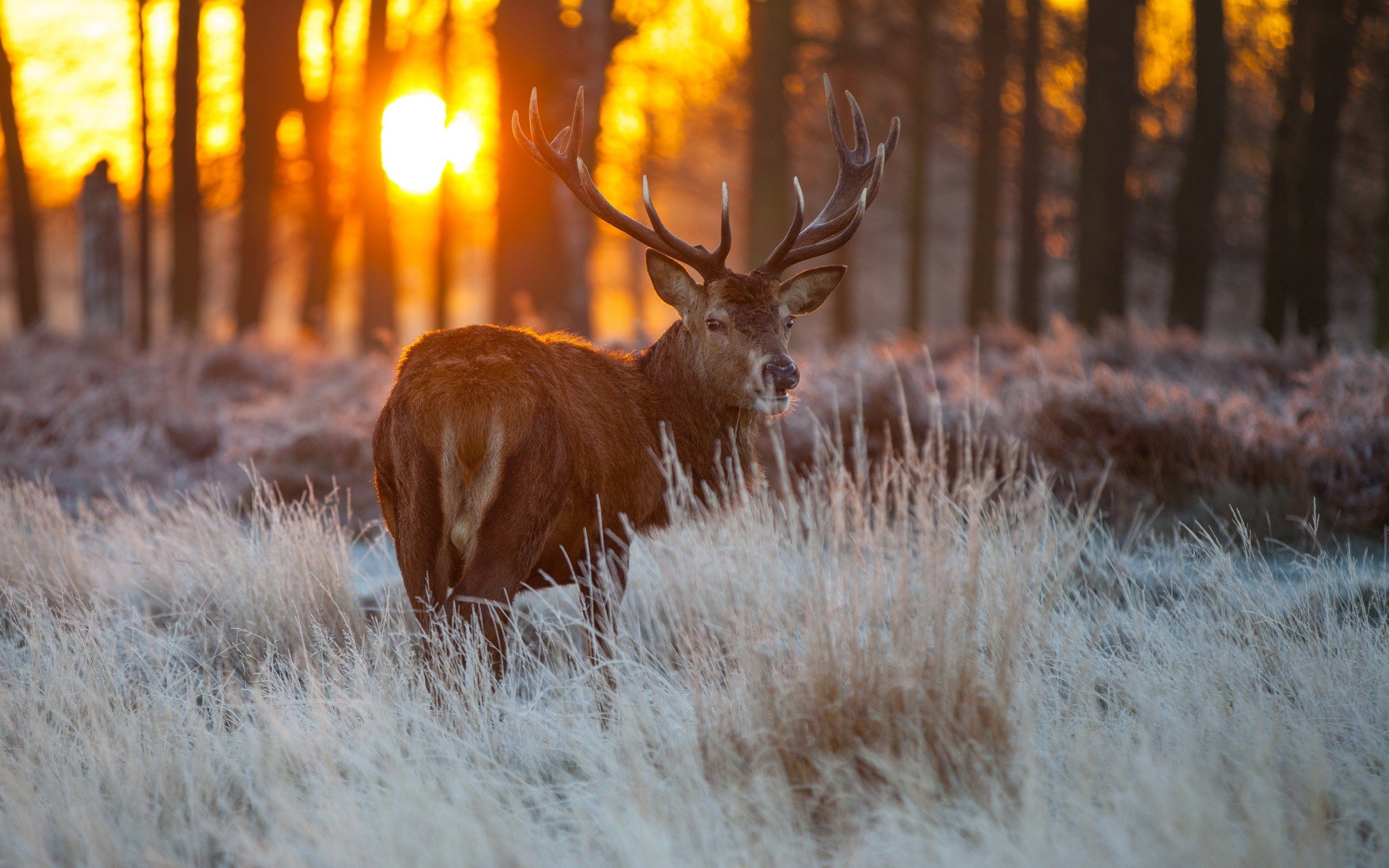 Deer Forest Wallpaper