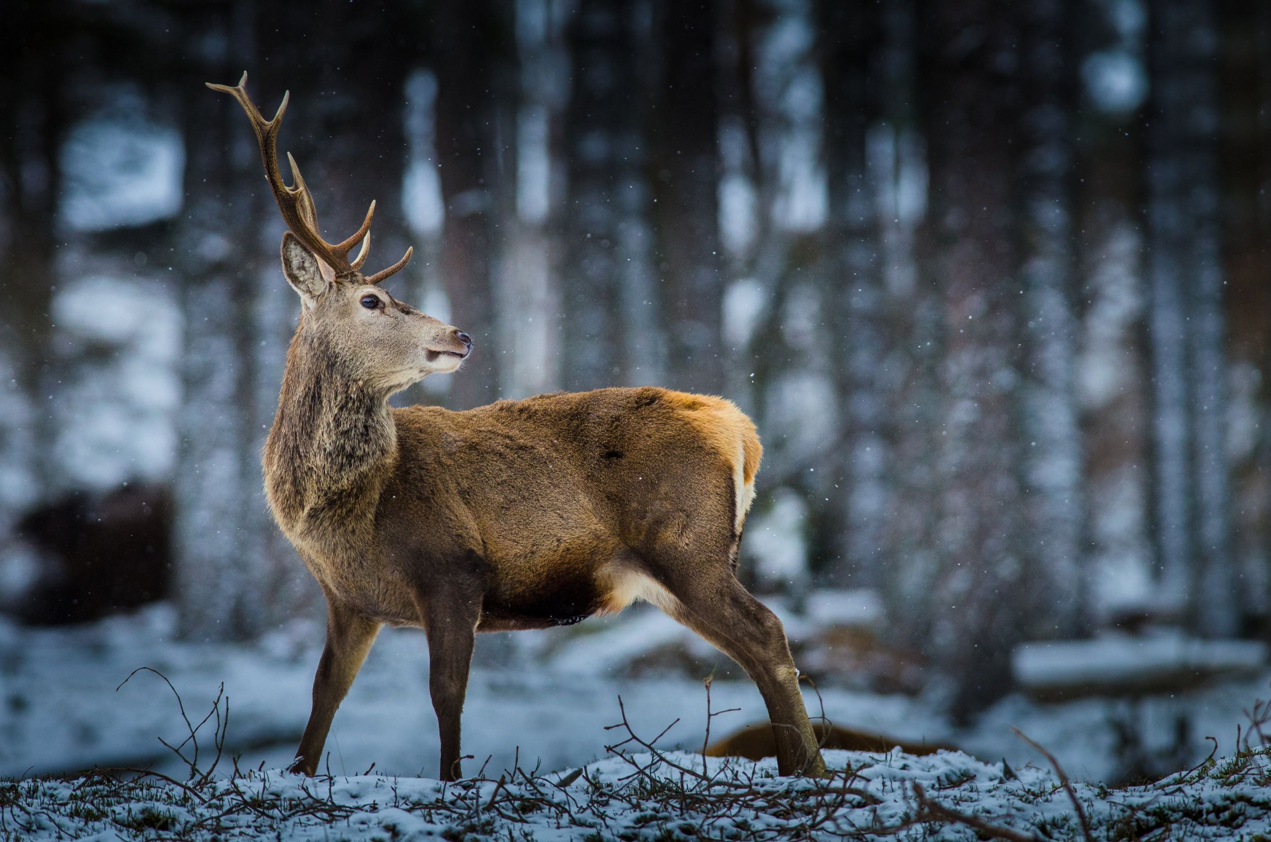 Free download Wallpaper deer forest snow wildlife wallpaper