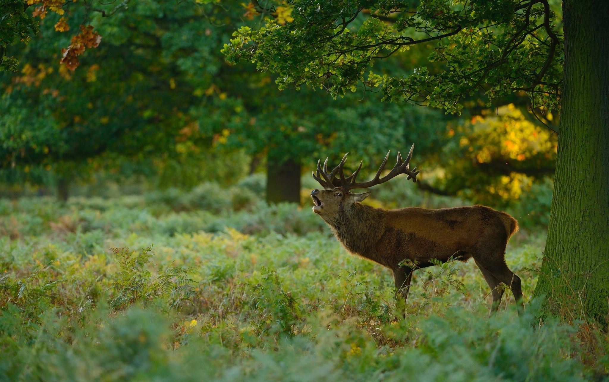 deer, Forest, Meadow Wallpaper HD / Desktop and Mobile Background