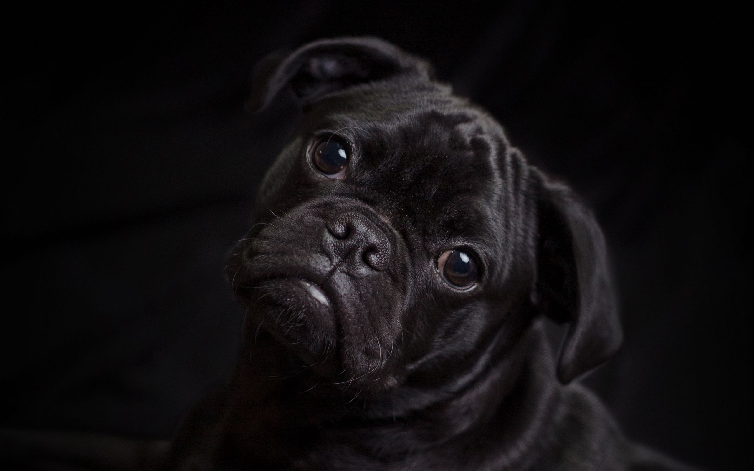 Download wallpaper 2560x1600 pug, dog, black, cute, pet widescreen