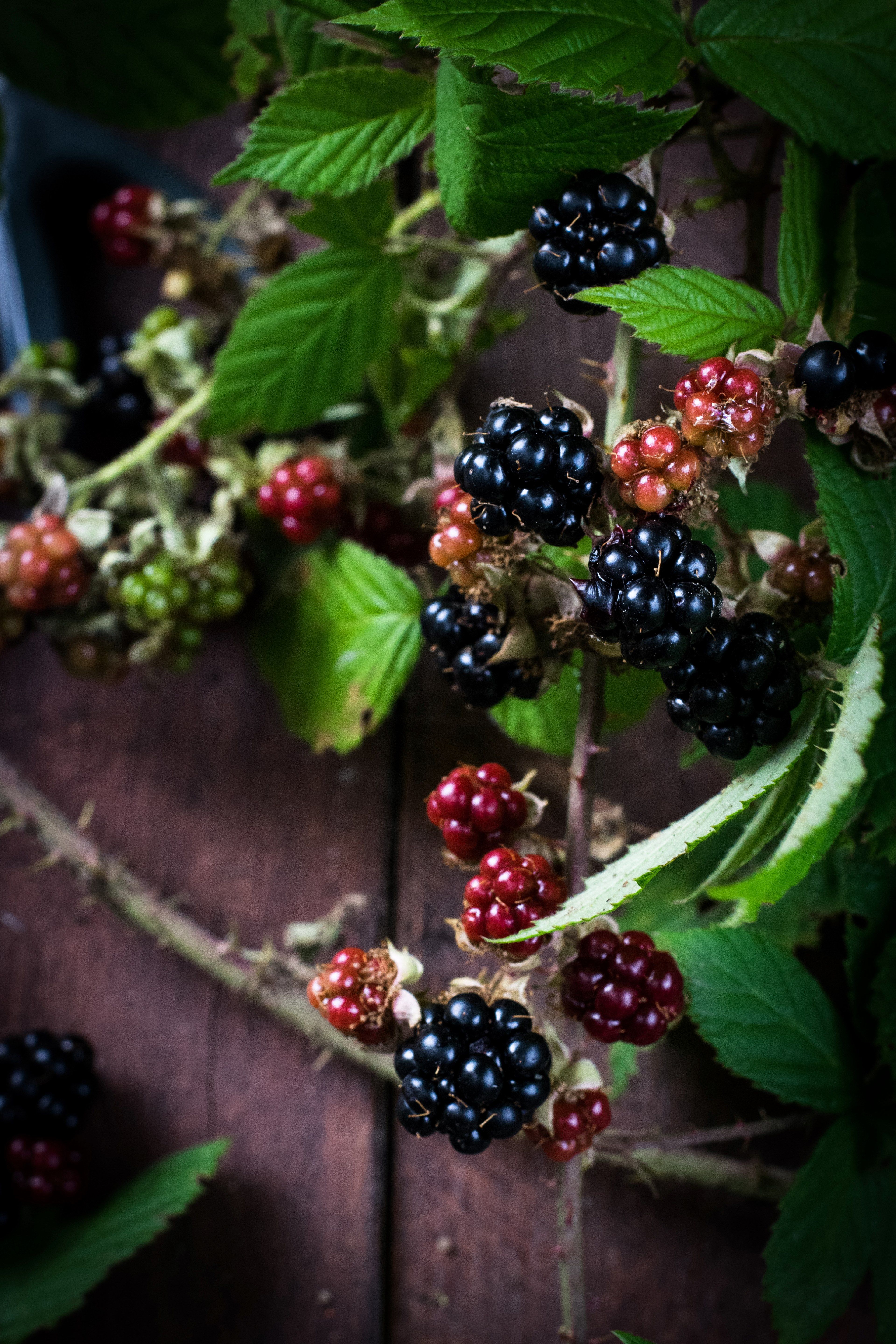 blackberry bush 4k wallpaper and background